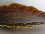 Royal Winton leaf dish
