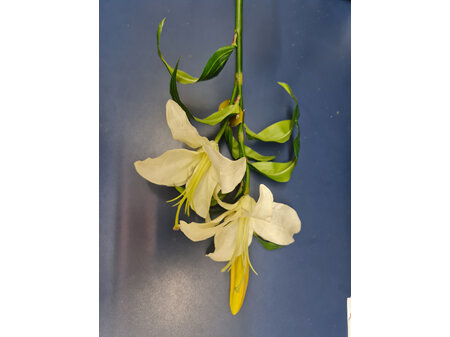 Rubrum Lily 92cm