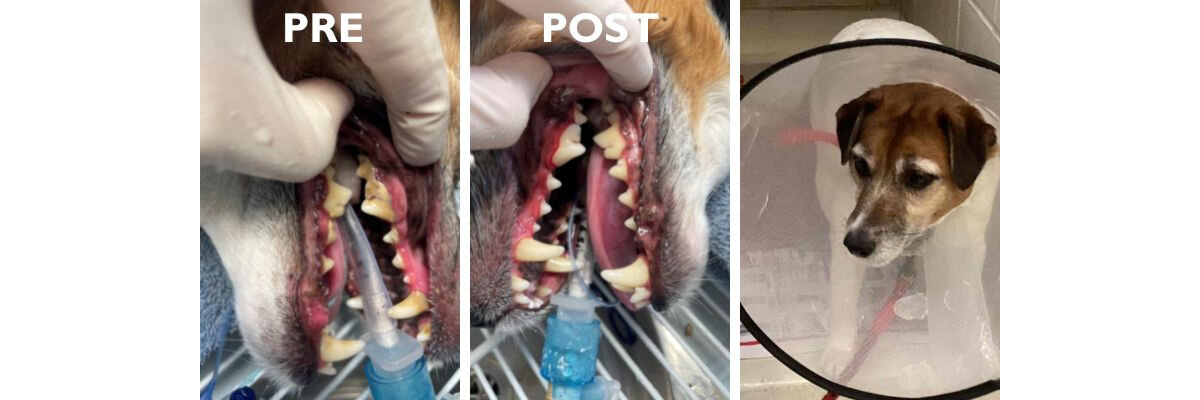 Rusty's before and after dental treatment shots