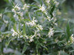 Sarcocca ruscifolia var. Chinensis