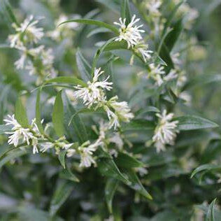 Sarcocca ruscifolia var. Chinensis