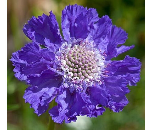 Scabiosa caucasica Fama Deep Blue