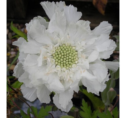 Scabiosa caucasica Fama White