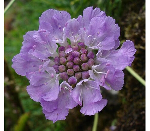 Scabiosa graminfolia