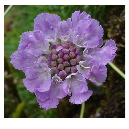 Scabiosa graminfolia