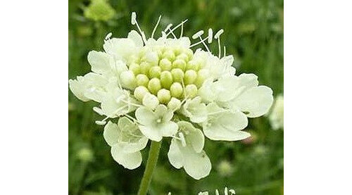 Scabiosa ochroleuca 'Moon Dance'