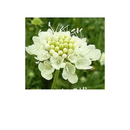 Scabiosa ochroleuca 'Moon Dance'