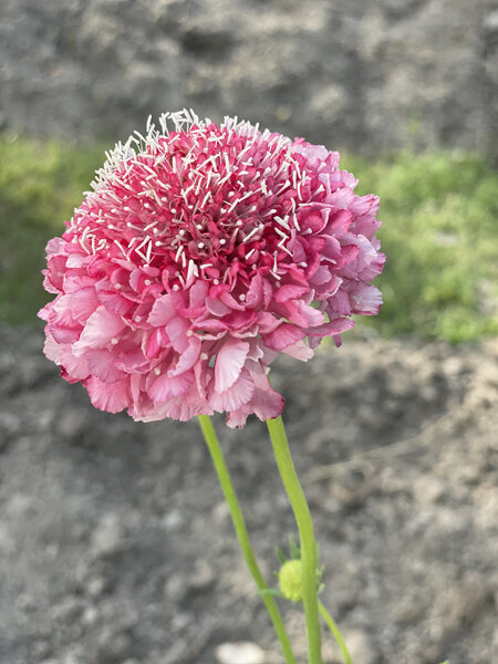 Scabiosa Salmon Queen Seed