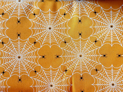 Scaredy Cat - Spider Web