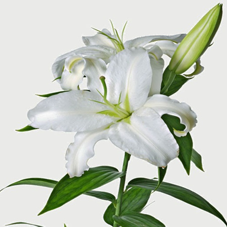 Scented Lily