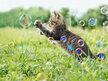 Scoop Dog - Catnip Bubbles