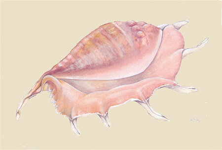 'sea shell 1' card