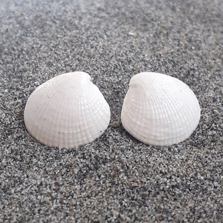 Sea Shell - Ceramic Stud