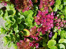 Sedum spurium