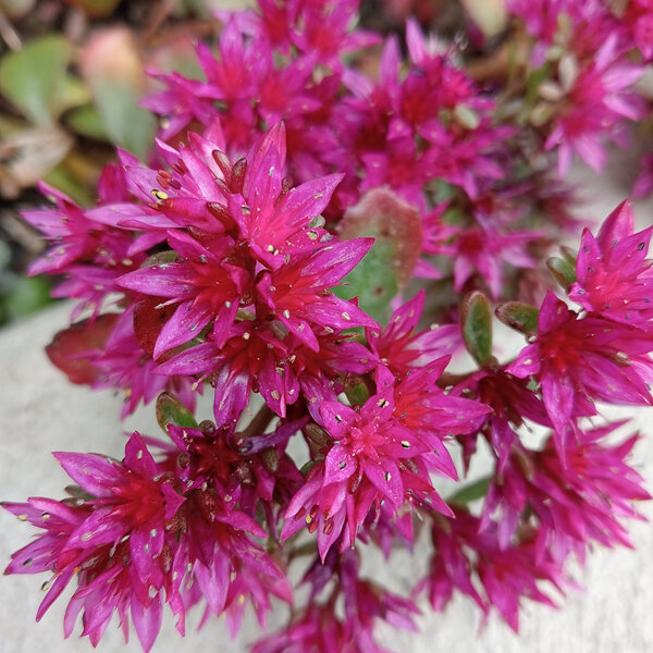 Sedum spurium