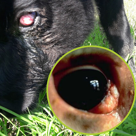 Serious eye conditions in cattle