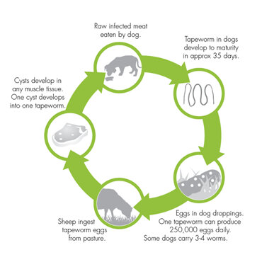 Sheep measles cycle