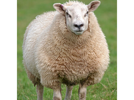 Sheep Weight Watchers