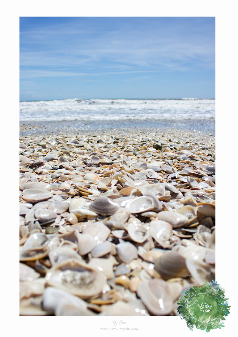 Shells, A4 Prints, NZ Beaches, NZ Art Print, Wellington New Zealand,