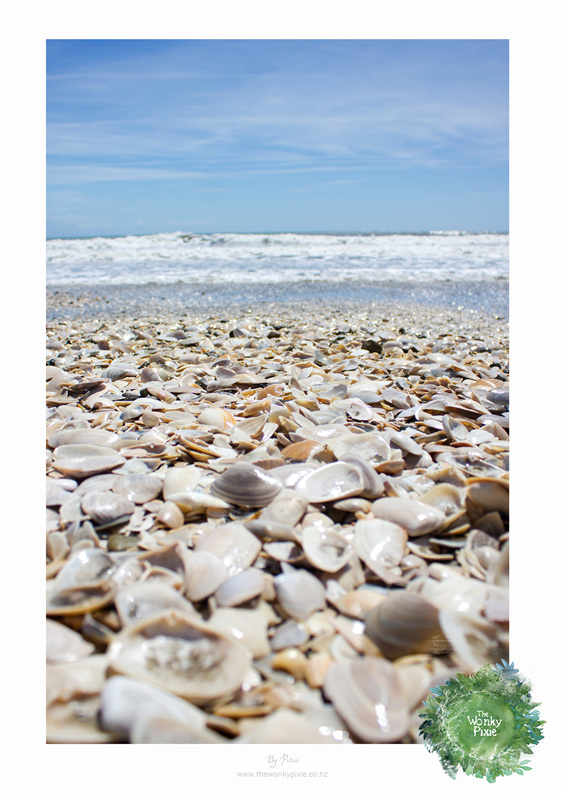 Shells, A4 Prints, NZ Beaches, NZ Art Print, Wellington New Zealand,