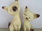 Siamese cats salt and pepper