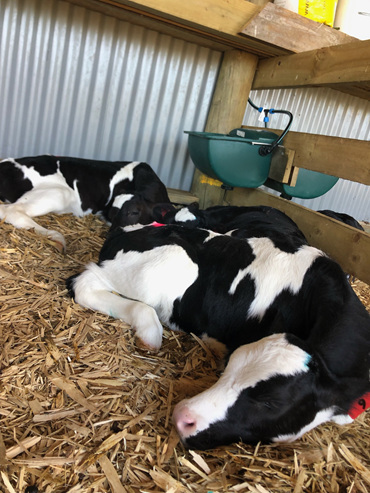 sleeping calves after debudding