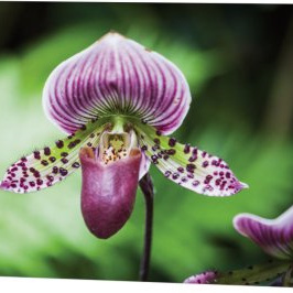 Slipper  orchid card