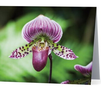 Slipper  orchid card