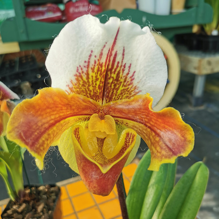 Slipper orchid hybrids 11