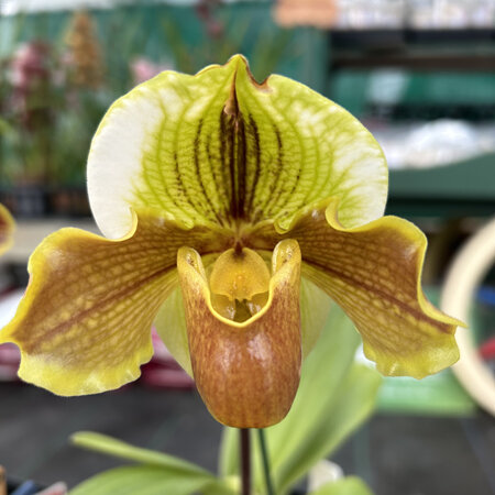 Slipper orchid hybrids 11
