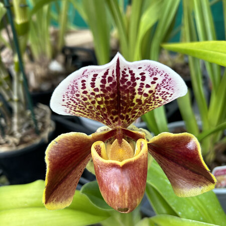 Slipper orchid hybrids 12