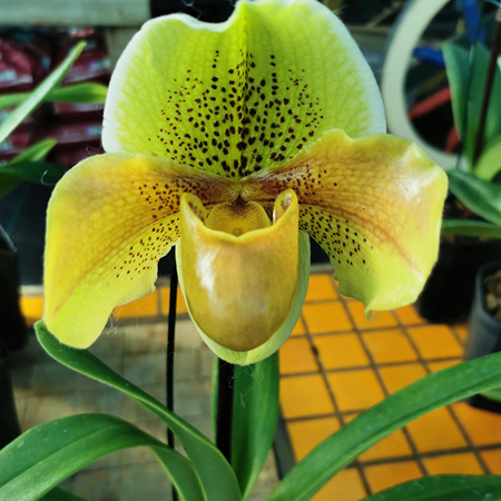 Slipper orchid hybrids 8