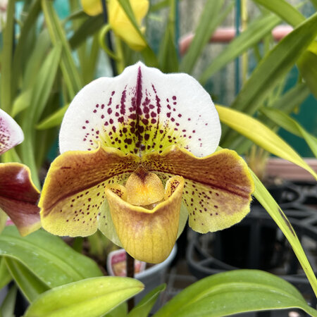 Slipper orchid hybrids 8