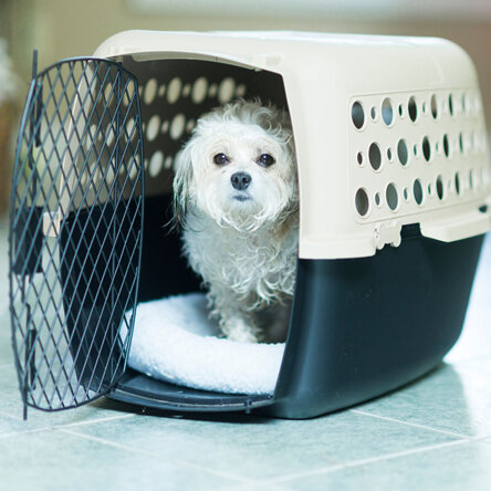 small dog in carrier cage