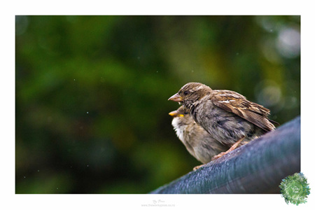 Sparrow Bird Art Print