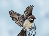 Sparrow Print (2 Options)