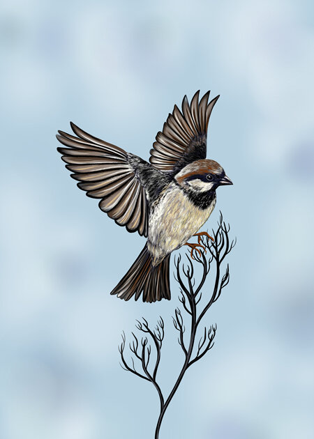 Sparrow Print (2 Options)