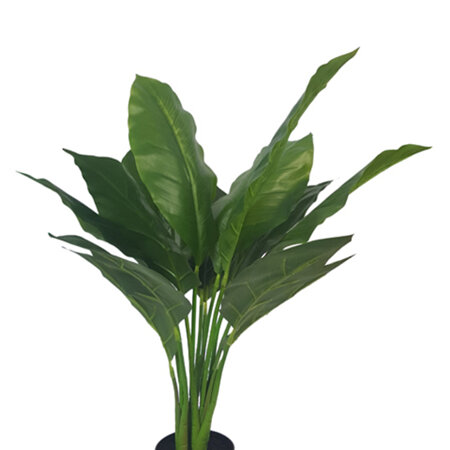 Spathiphyllum Potted 4502