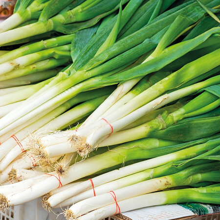 Spring Onions Sprayfree Per Bunch