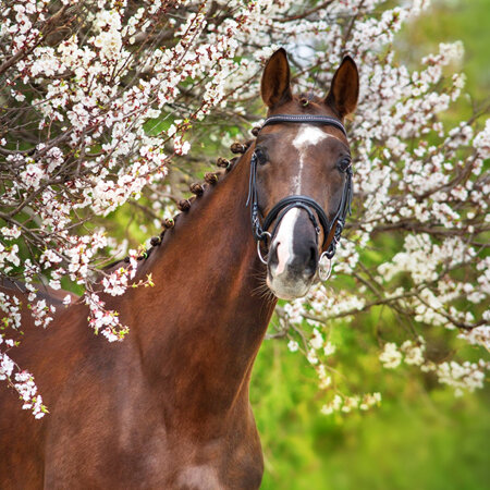 Spring wellness