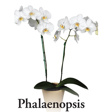 Standard White Phalaenopsis Orchid Plant