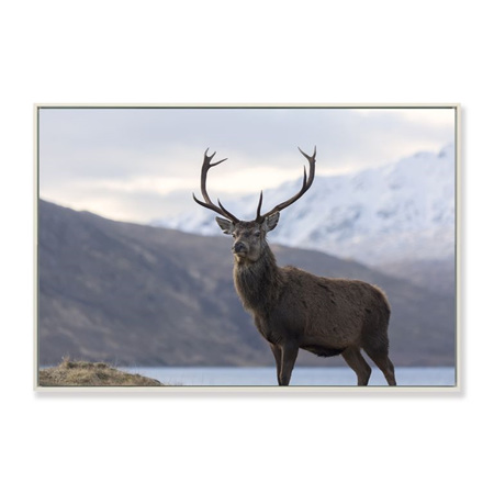 Standing Strong Stag Framed Canvas Print 90x60