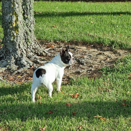 Stress relief for Bay the Frenchie