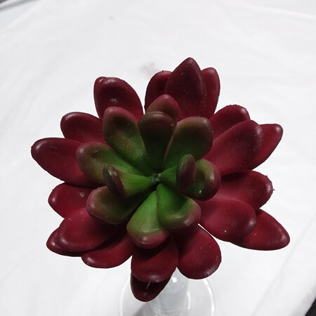 Succulent stem Red 1859