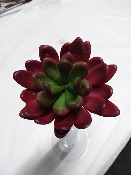 Succulent stem Red 1859