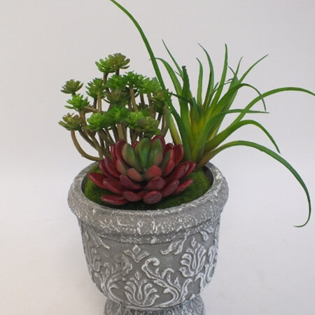 Succulents in a grey concrete urn 2147