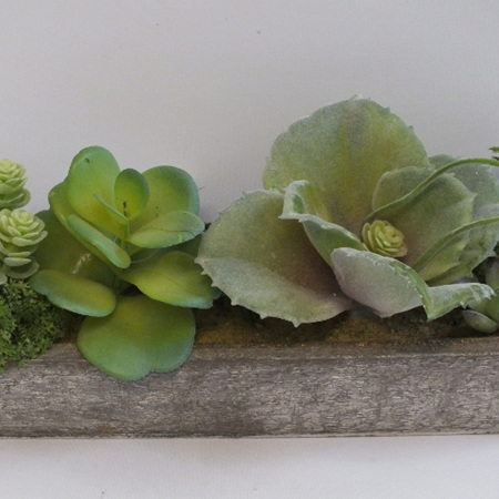 Succulents in a wooden tray  4011