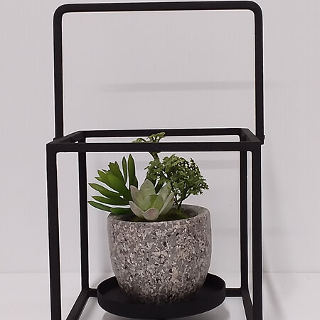 Succulents in Black Stand 2368