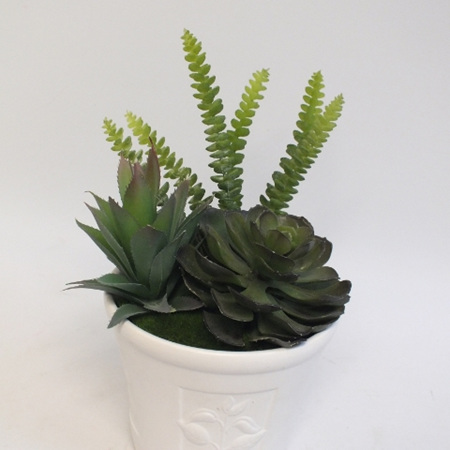 Succulents in white container 2145