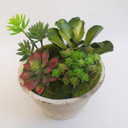 Succulents in white stone container  2146